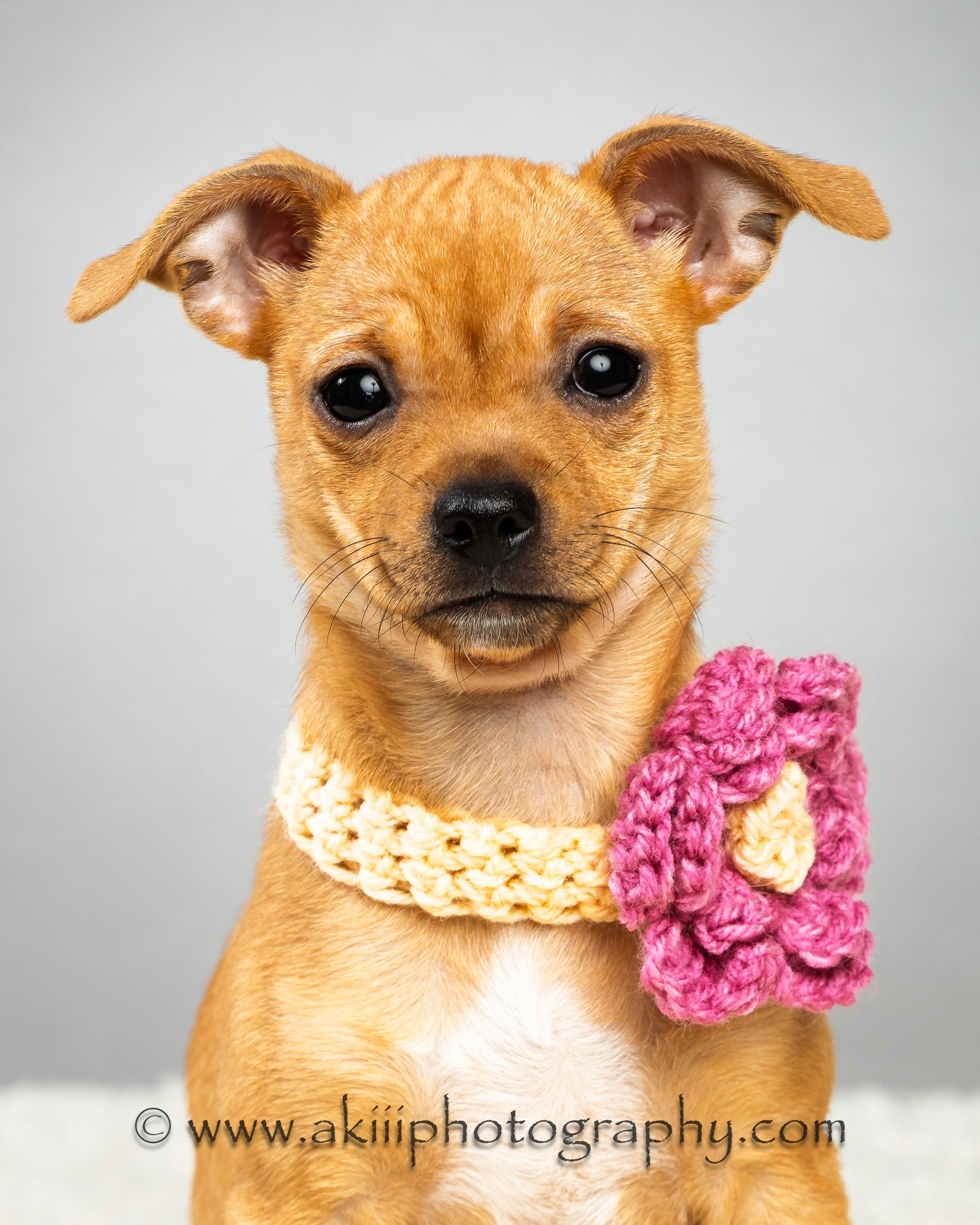 Enlarge Fern - Puppy , an adopted Chihuahua in Plano, TX image 2/6