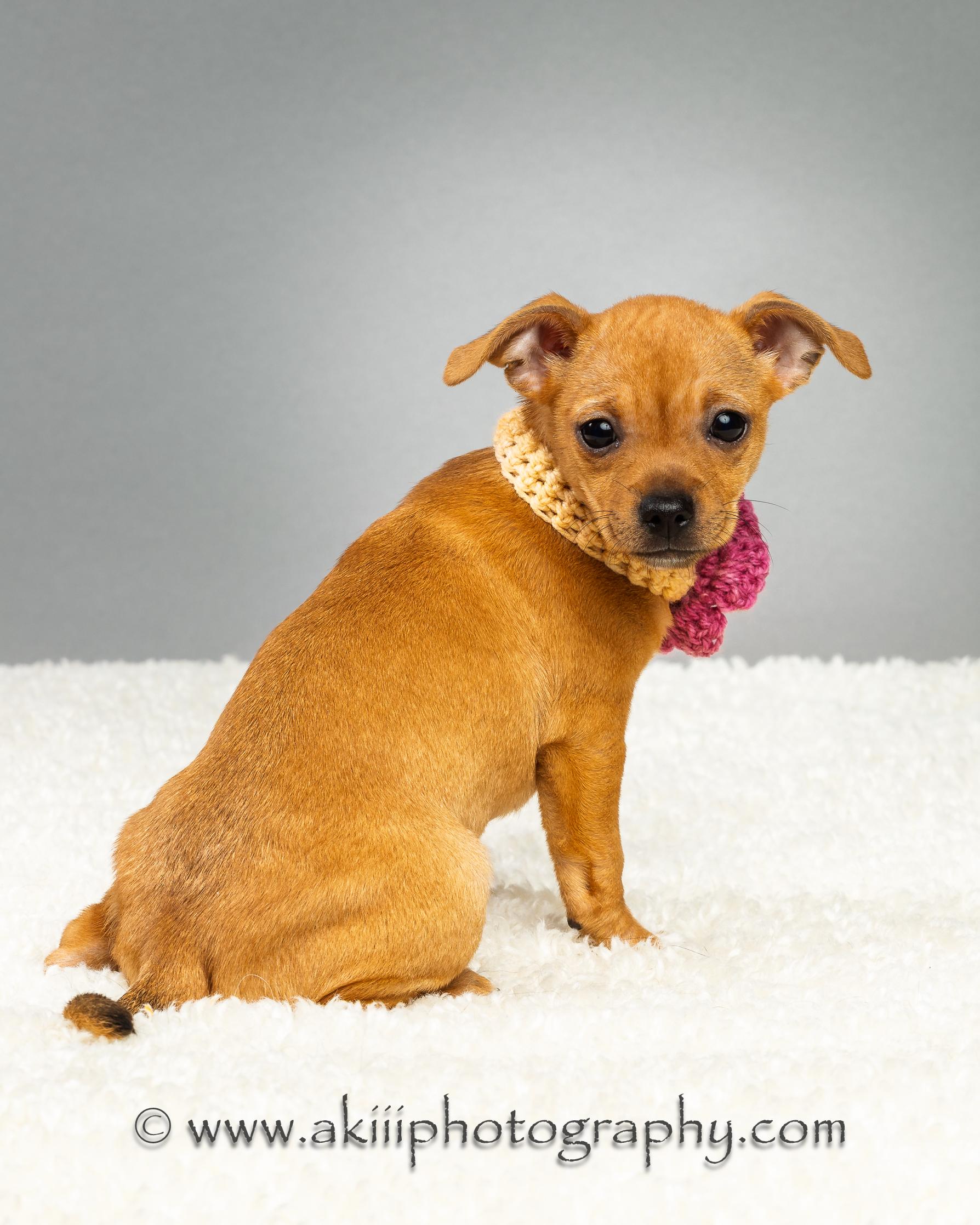 Enlarge Fern - Puppy , an adopted Chihuahua in Plano, TX image 6/6