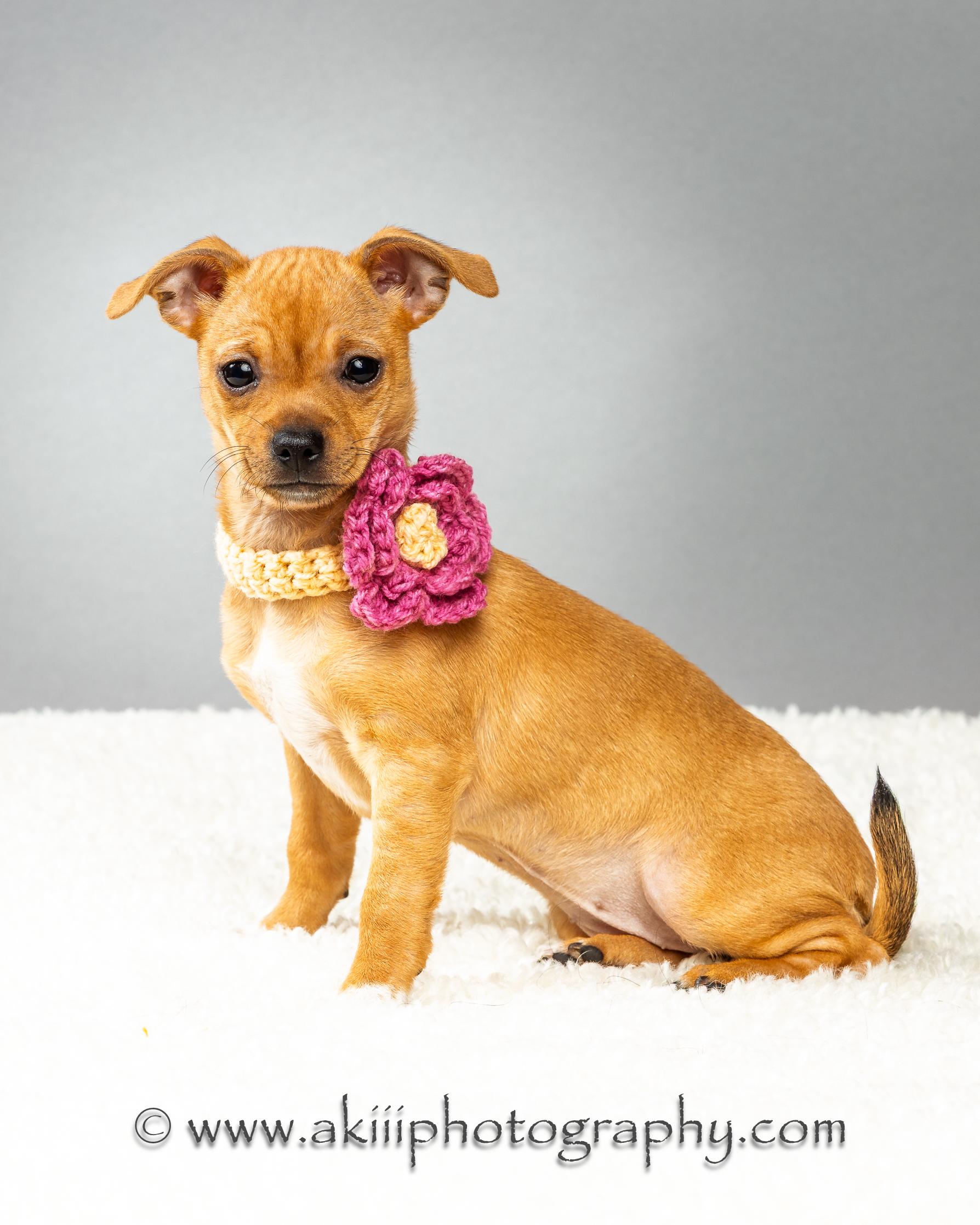 Fern - Puppy , ADOPTABLE, Puppy Female Chihuahua.