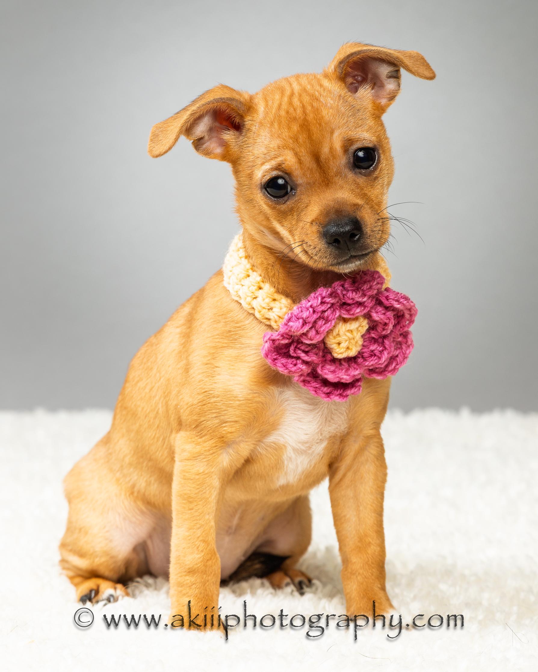 Enlarge Fern - Puppy , an adopted Chihuahua in Plano, TX image 3/6