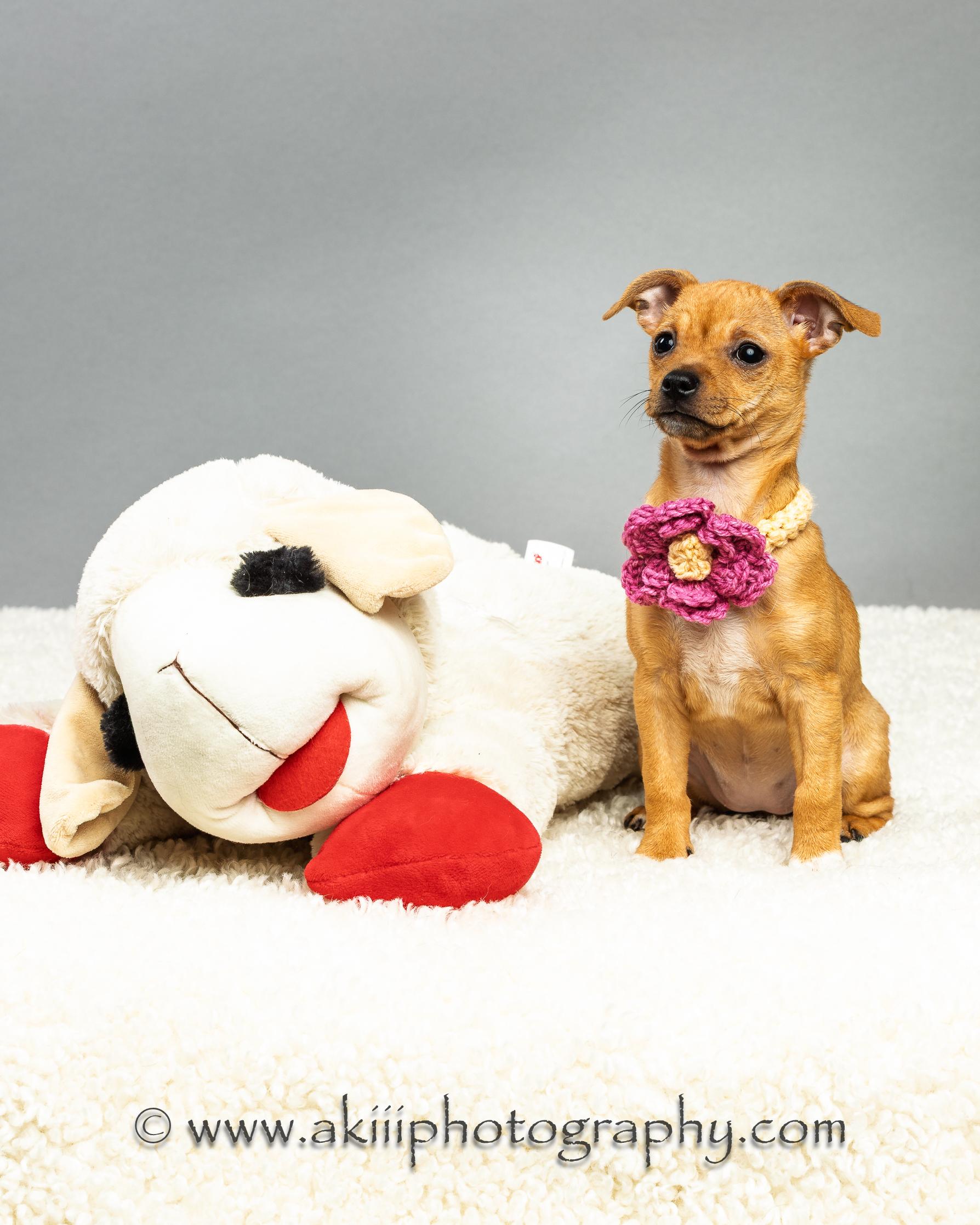 Enlarge Fern - Puppy , an adopted Chihuahua in Plano, TX image 5/6