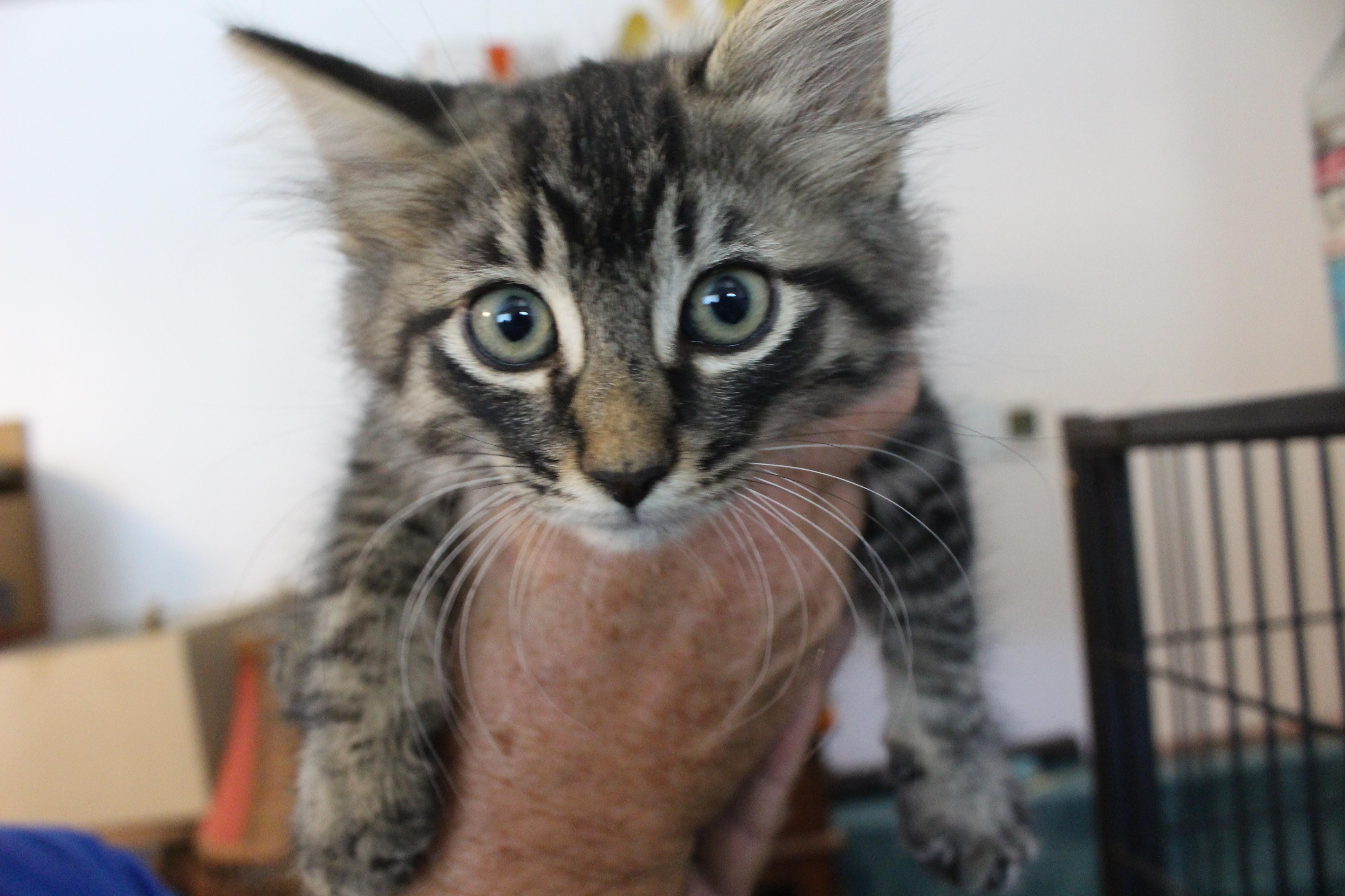 0701-2603, adopted, Kitten Male Domestic Short Hair.