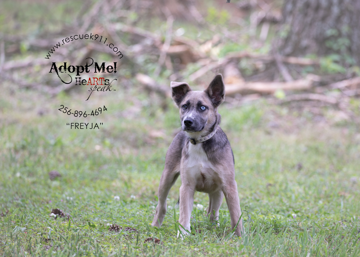 Enlarge Frejya, an adopted Shepherd in Camp Hill, AL image 4/4