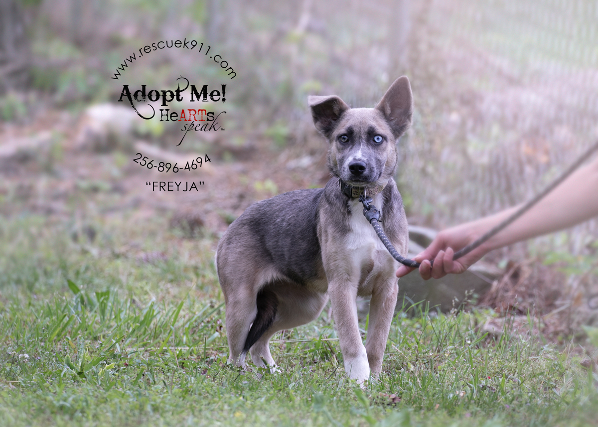 Enlarge Frejya, an adopted Shepherd in Camp Hill, AL image 3/4