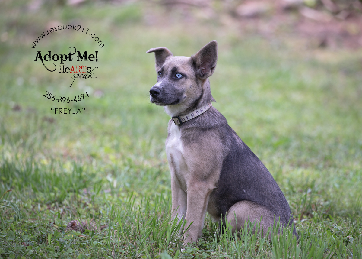 Frejya, adopted, Young Female Shepherd.