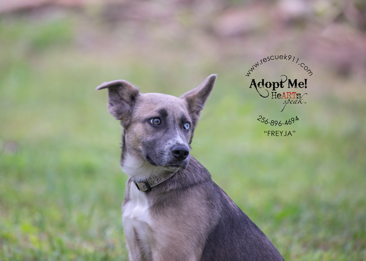 Enlarge Frejya, an adopted Shepherd in Camp Hill, AL image 2/4