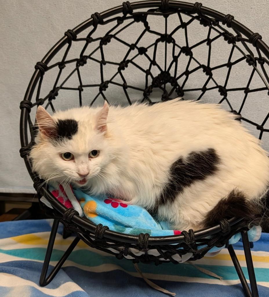 Snowflake, Adoptable, Senior Female Domestic Long Hair.