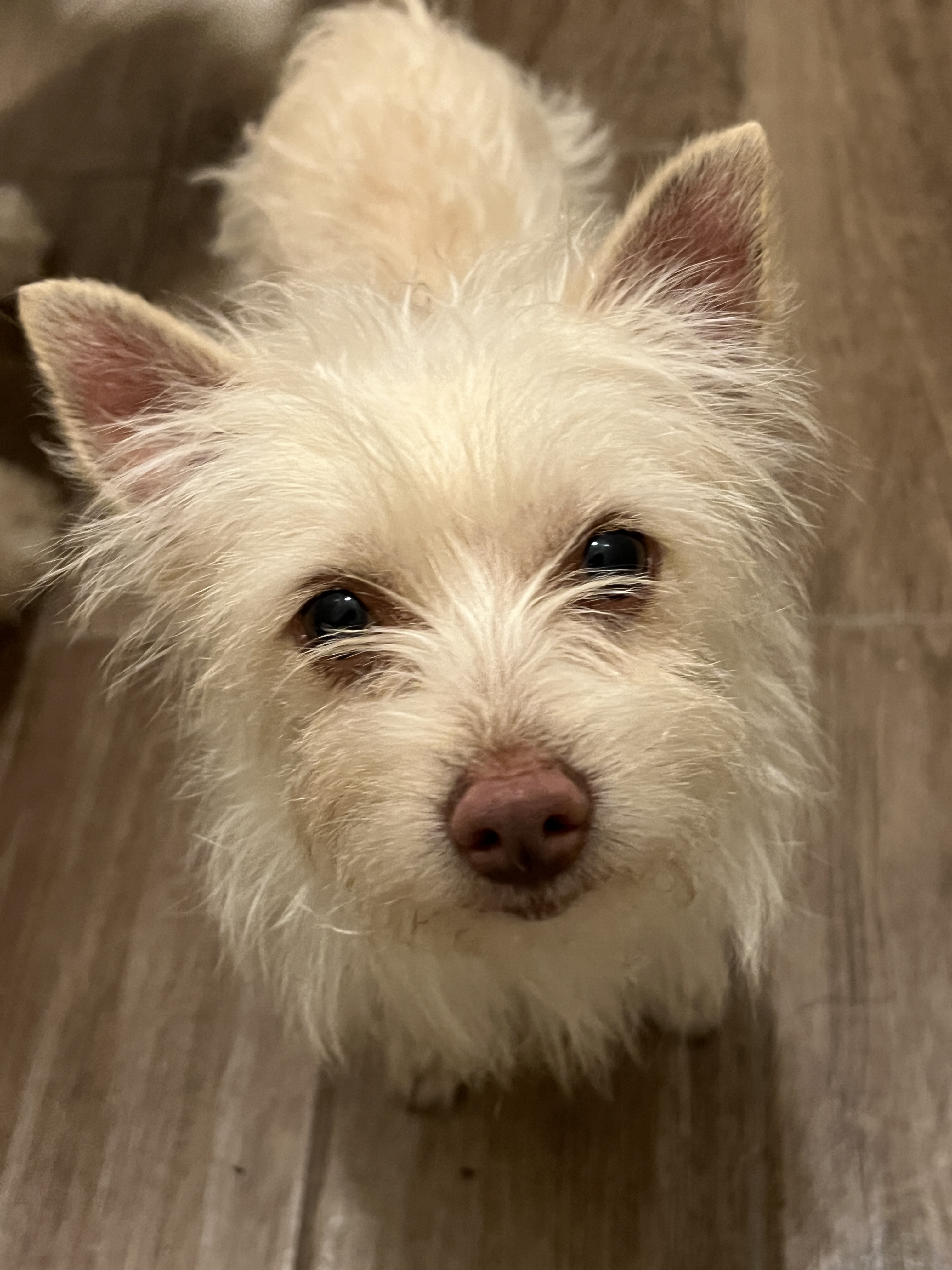 TOBY, Adopted, Adult Male Yorkshire Terrier & Cairn Terrier.