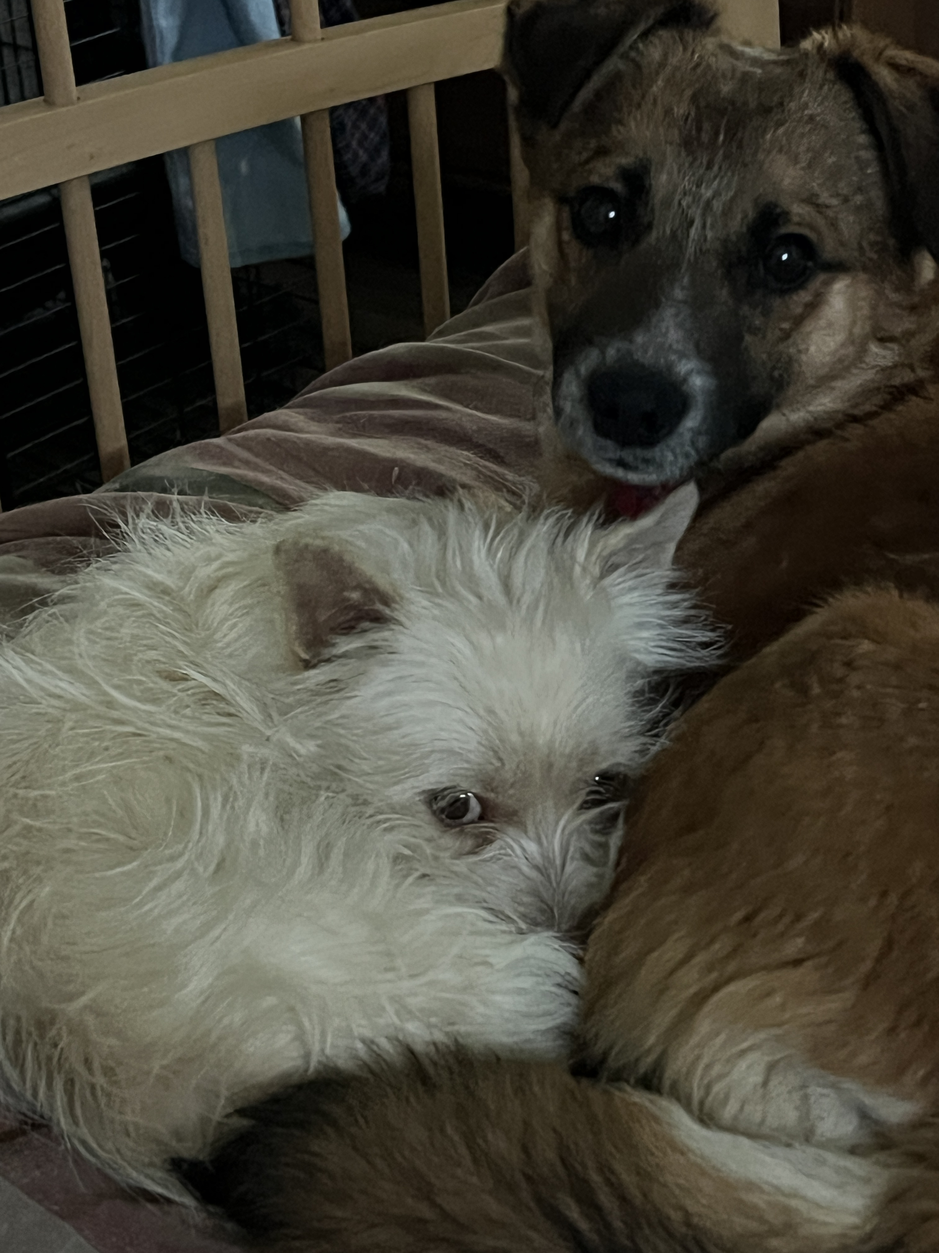 Enlarge TOBY, a Adopted mixed breed in Pomona, CA image 2/4