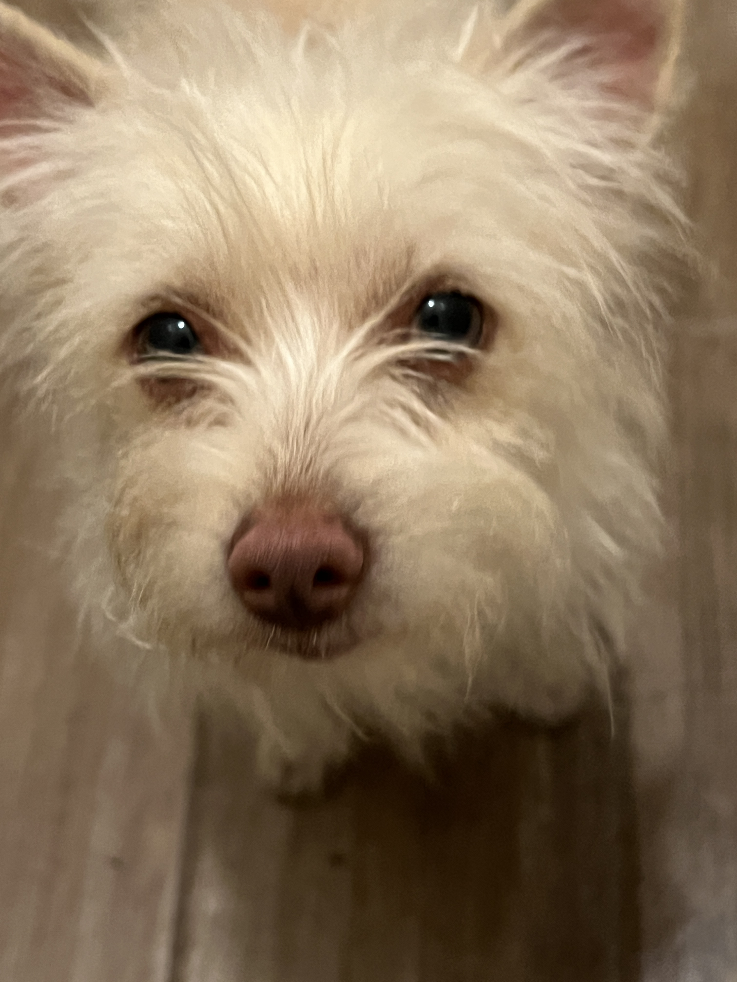 Enlarge TOBY, a Adopted mixed breed in Pomona, CA image 3/4