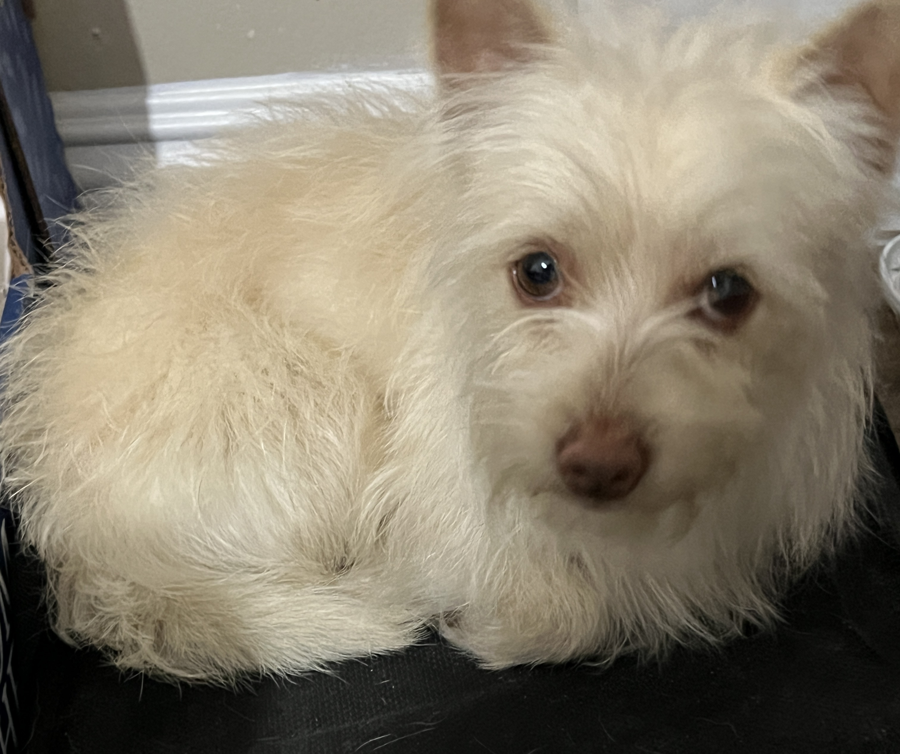 Enlarge TOBY, a Adopted mixed breed in Pomona, CA image 4/4