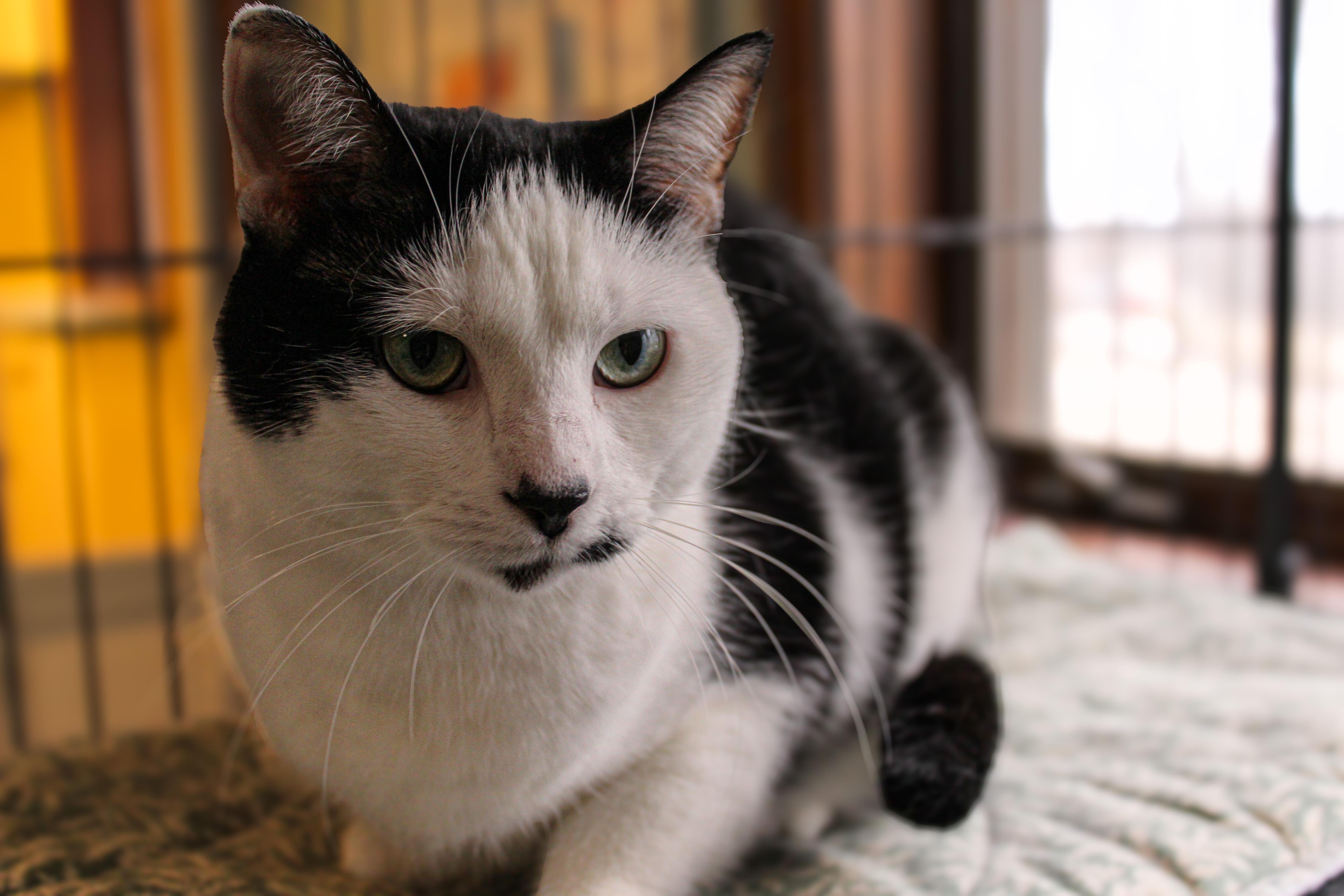 Enlarge Jinx, a ADOPTABLE Domestic Short Hair in Hutchinson, MN image 6/6