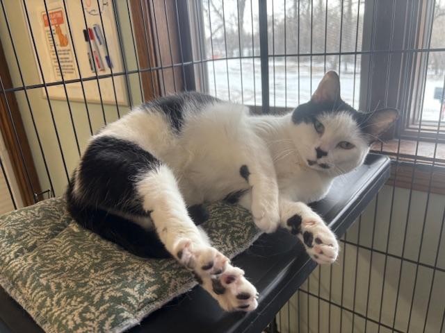 Enlarge Jinx, a ADOPTABLE Domestic Short Hair in Hutchinson, MN image 5/6