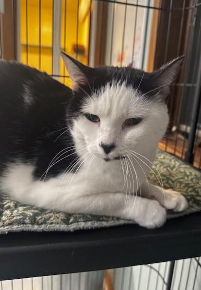 Enlarge Jinx, a ADOPTABLE Domestic Short Hair in Hutchinson, MN image 2/6