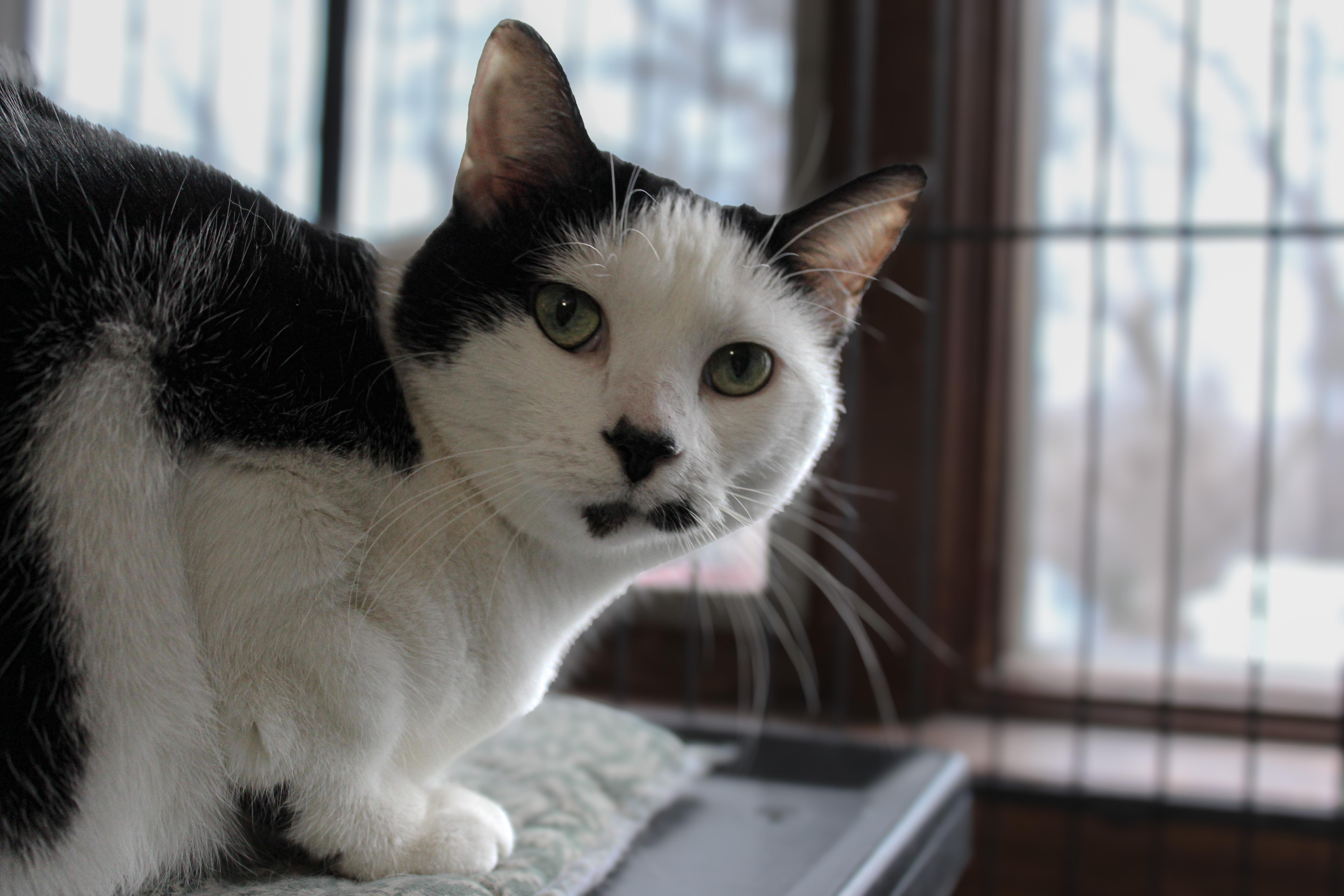 Enlarge Jinx, a ADOPTABLE Domestic Short Hair in Hutchinson, MN image 1/6