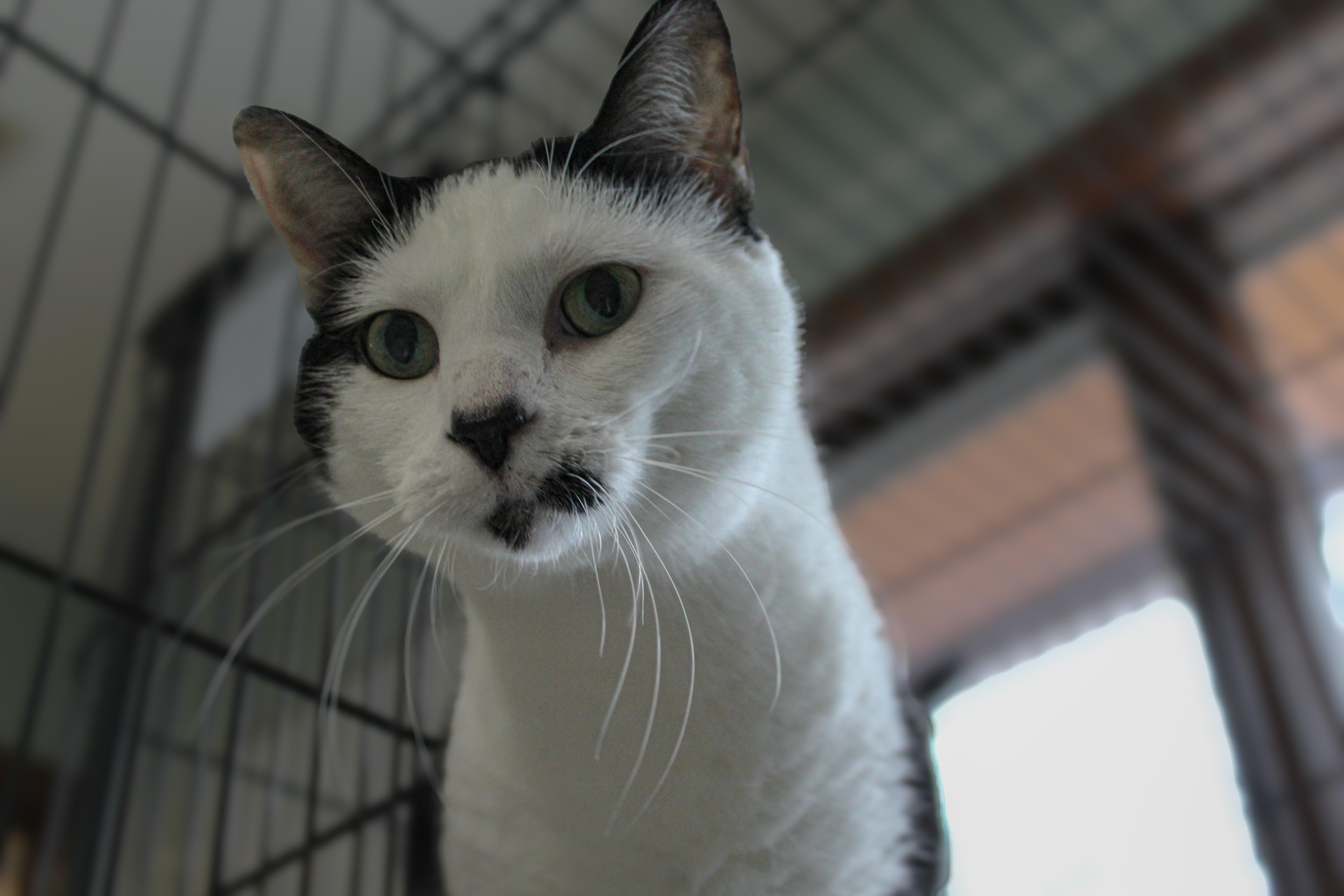 Enlarge Jinx, a ADOPTABLE Domestic Short Hair in Hutchinson, MN image 3/6