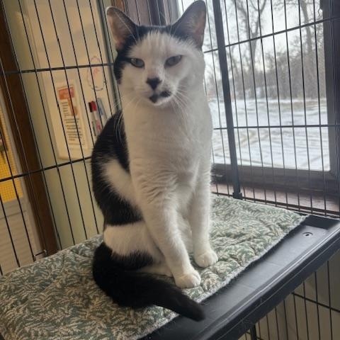 Enlarge Jinx, a ADOPTABLE Domestic Short Hair in Hutchinson, MN image 4/6