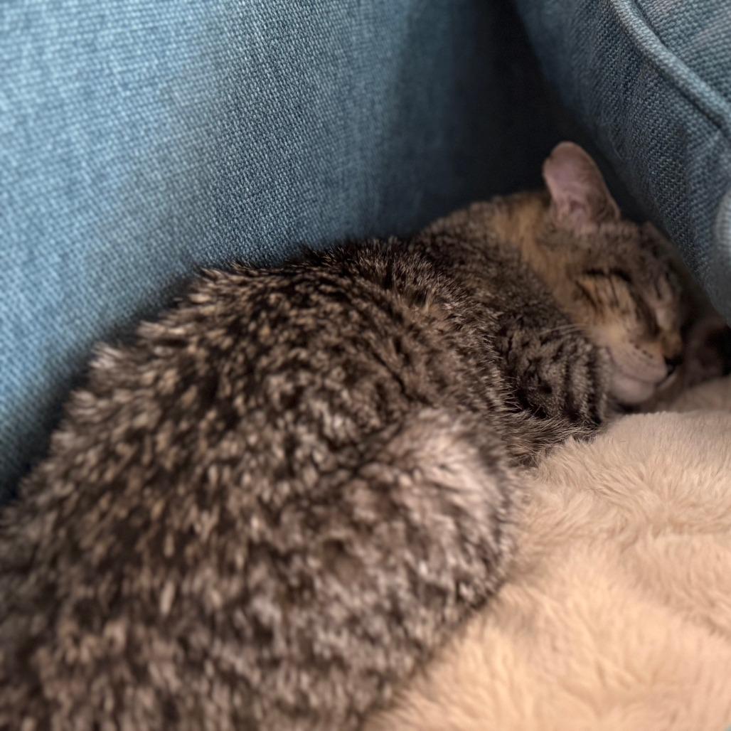 Wishingstar 25 — thumbnail 5