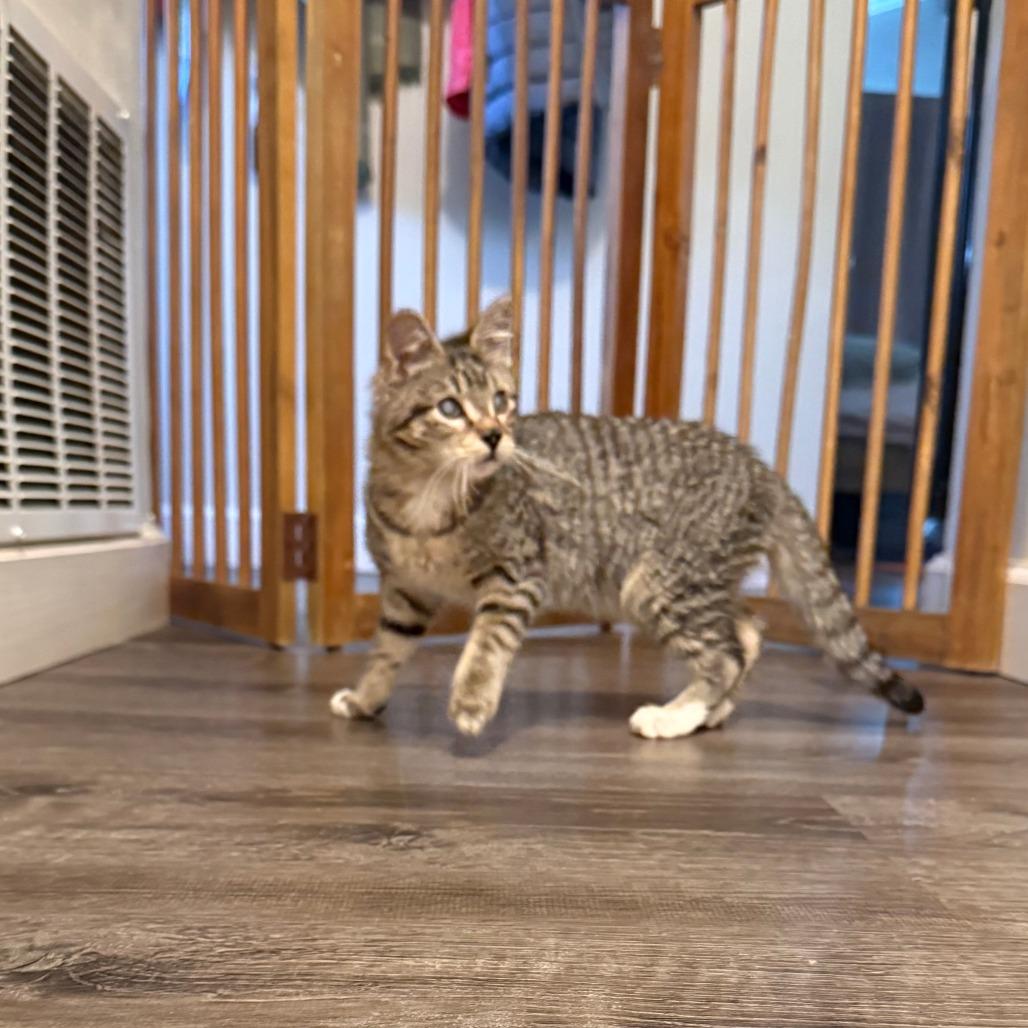 Wishingstar 25 — thumbnail 6