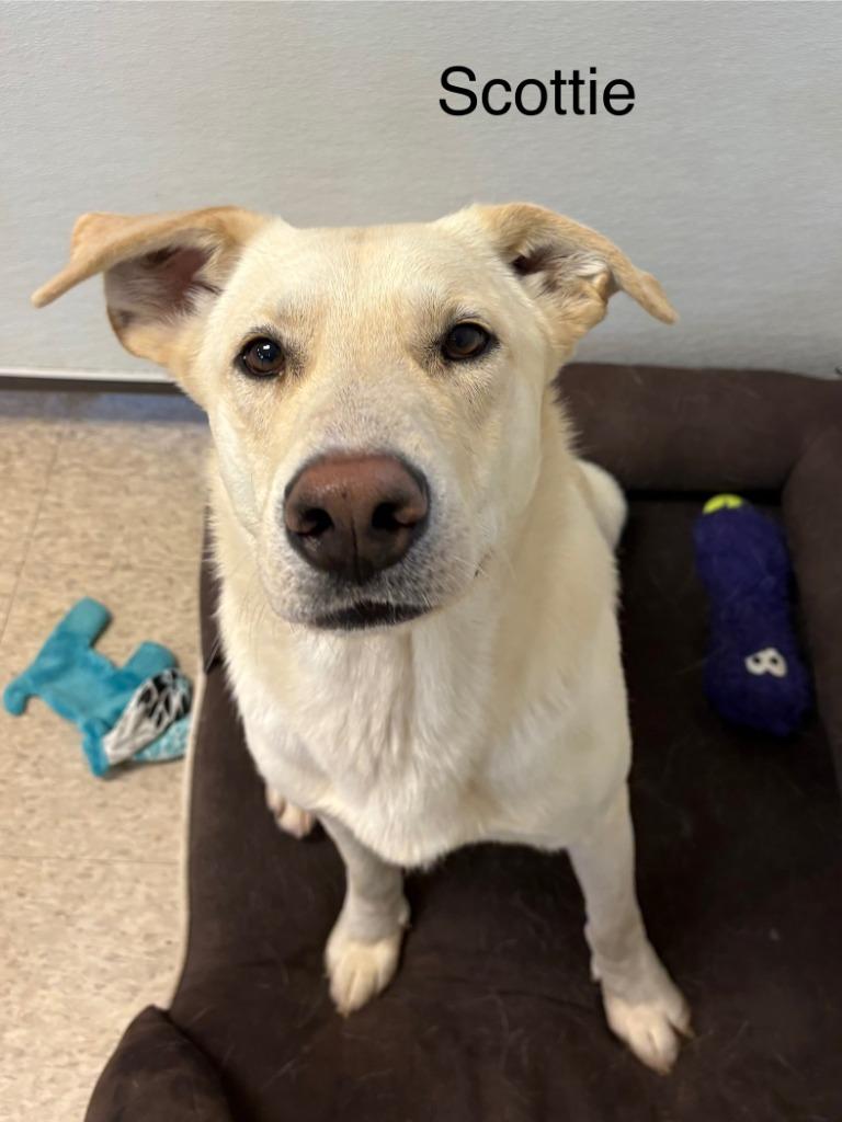 Enlarge Scott, a Adoptable Labrador Retriever in Heber City, UT image 1/2