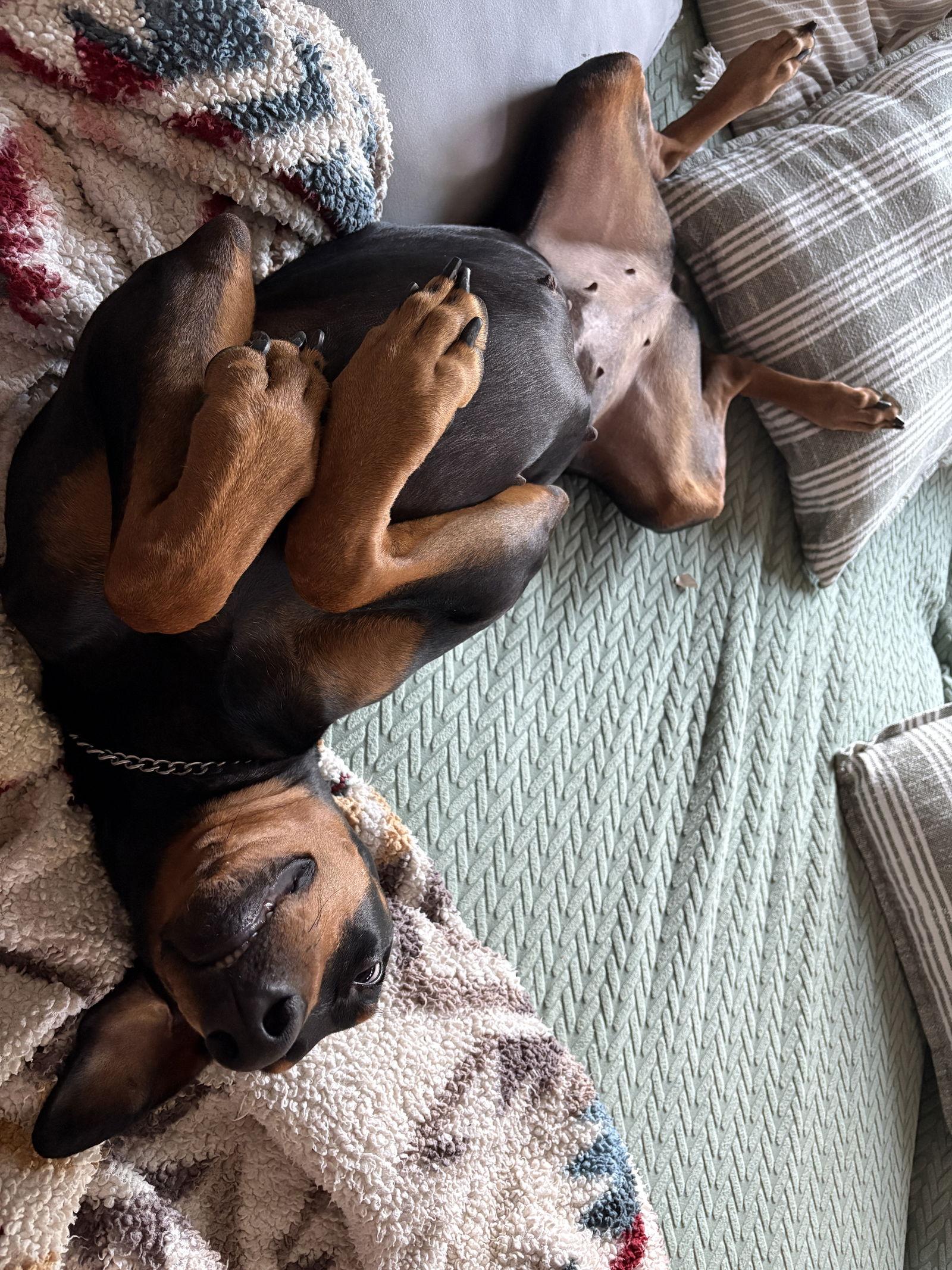 Enlarge Taylor, a Adoptable Doberman Pinscher in Bothell, WA image 1/3