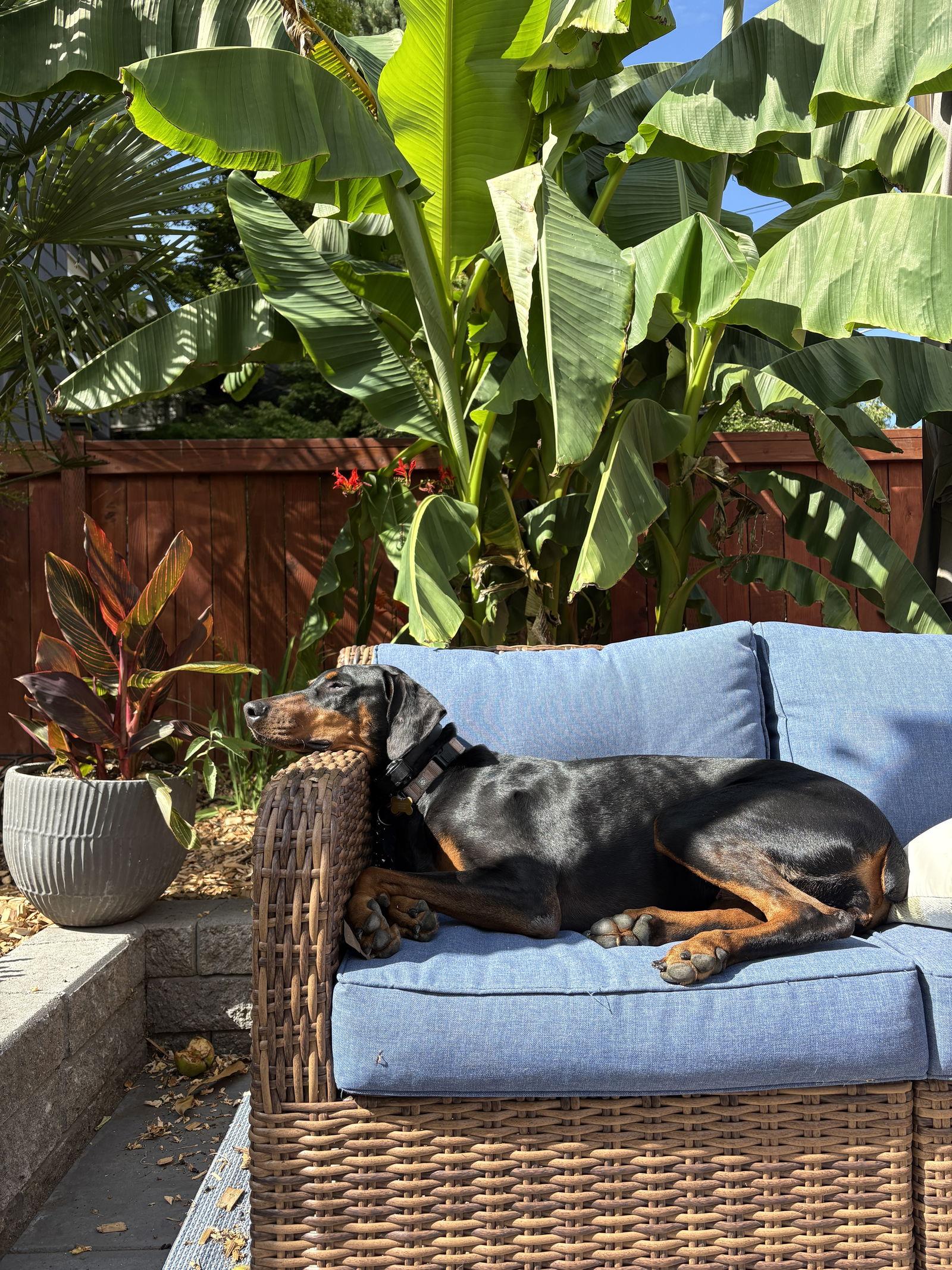 Enlarge Taylor, a Adoptable Doberman Pinscher in Bothell, WA image 2/3