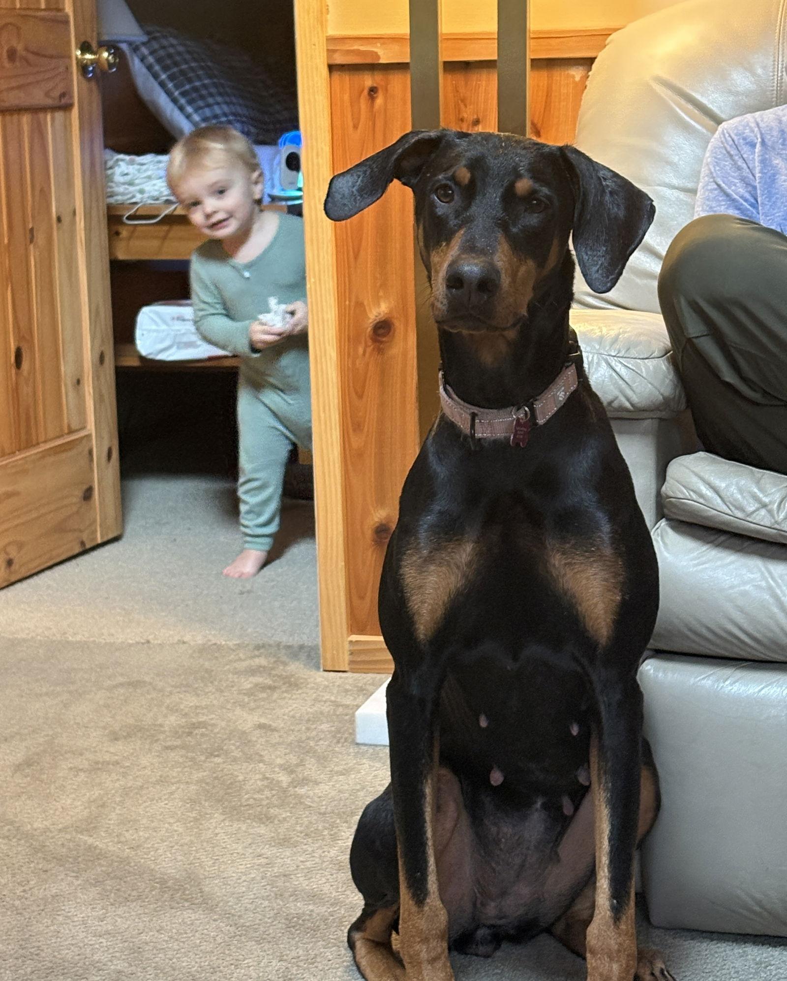 Enlarge Taylor, a Adoptable Doberman Pinscher in Bothell, WA image 3/3