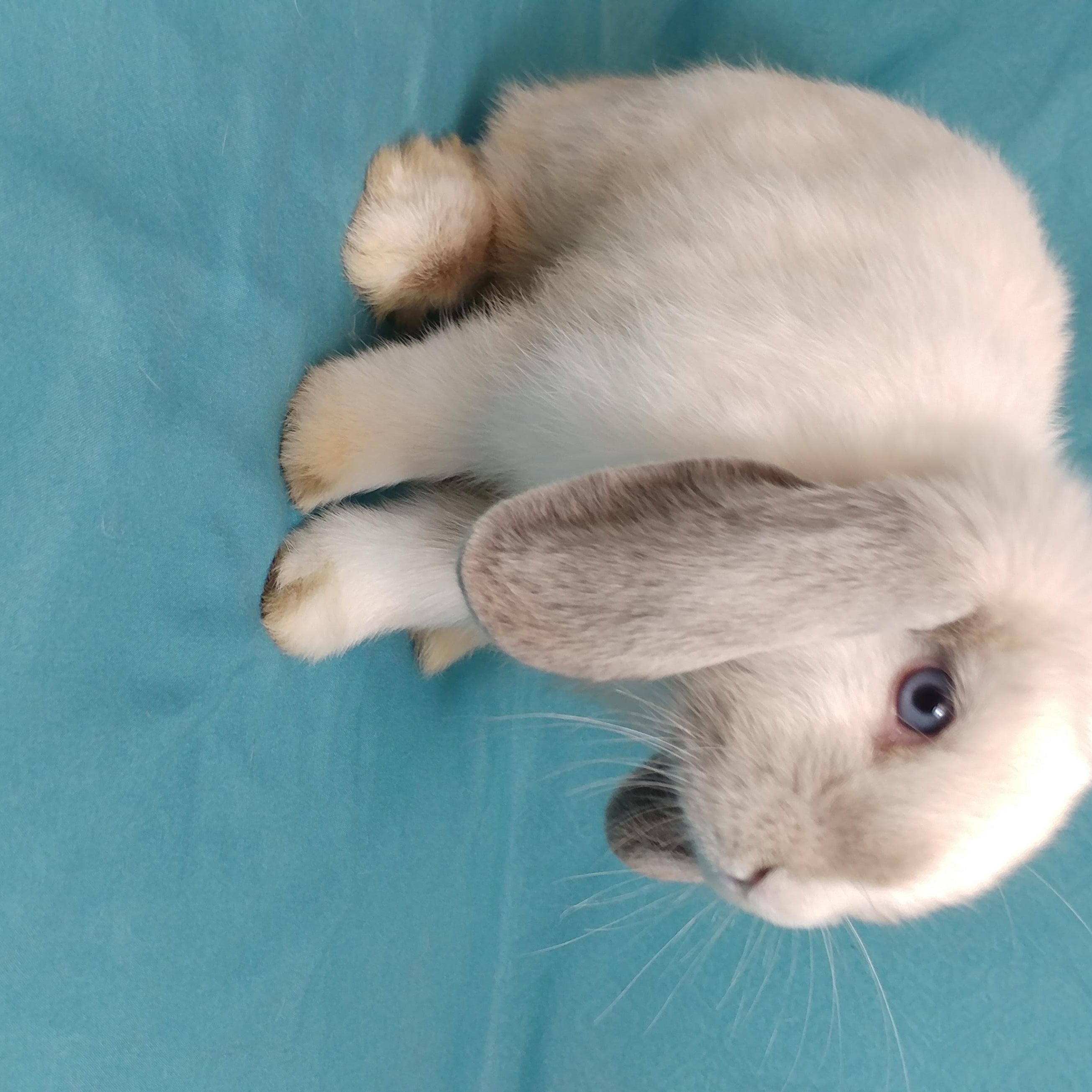 Beasley, Adopted, Young Male Lop Eared.