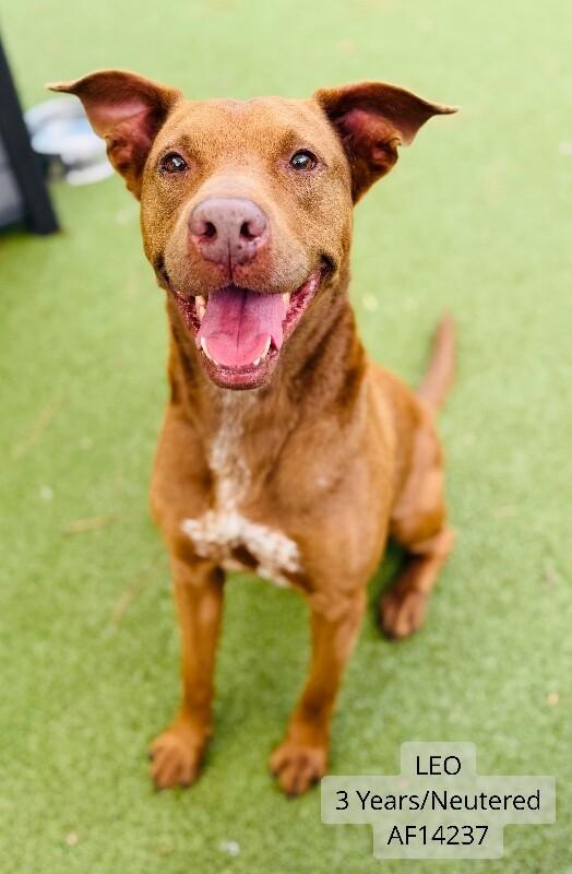Enlarge Leo, a Adoptable mixed breed in Supply, NC image 1/1