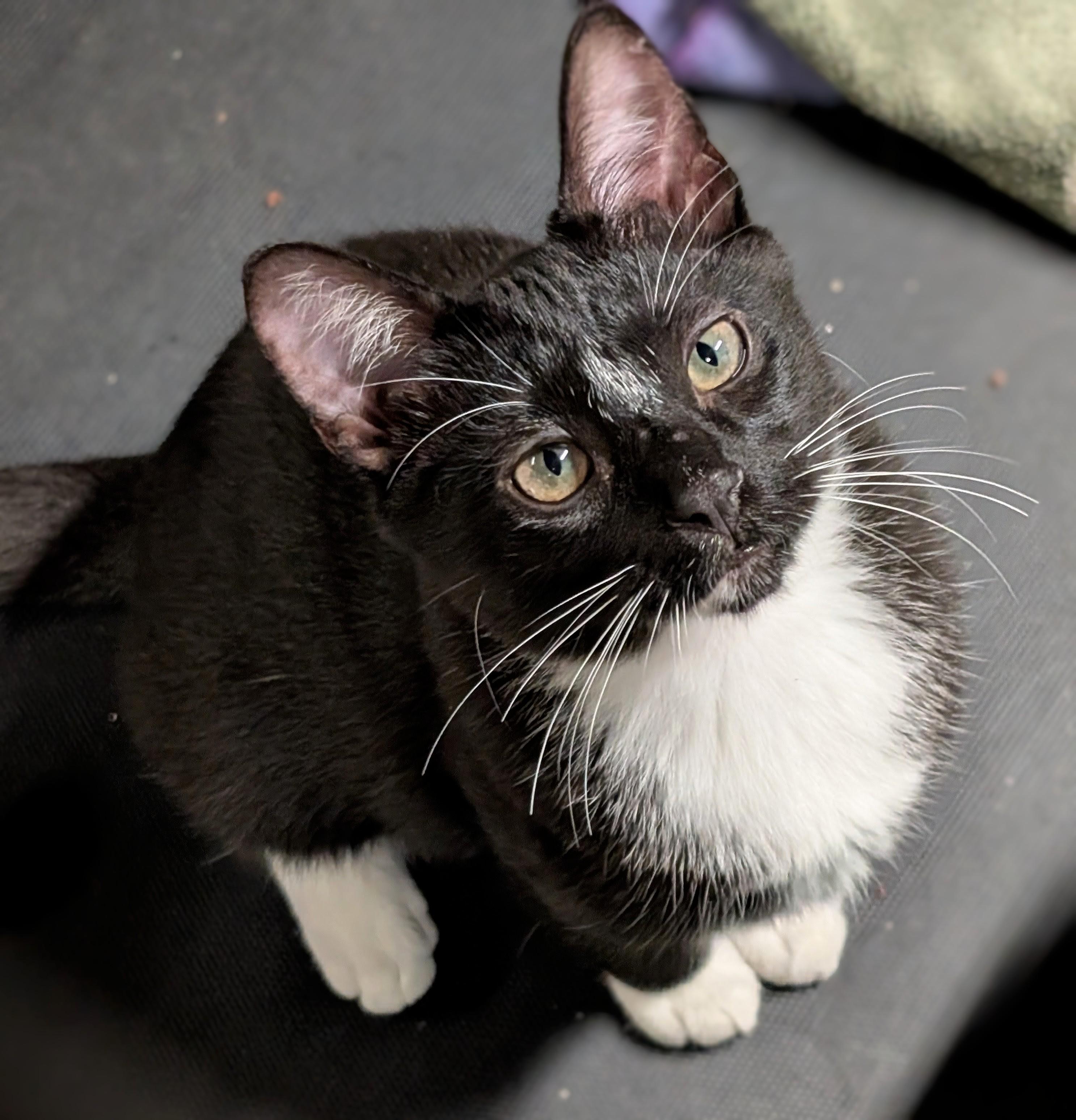 Enlarge Panda, a Adoptable Tuxedo in San Diego, CA image 1/2