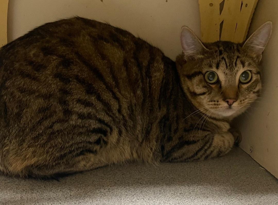 Enlarge beezllei, an adoptable Tabby in Billings, MT image 1/1