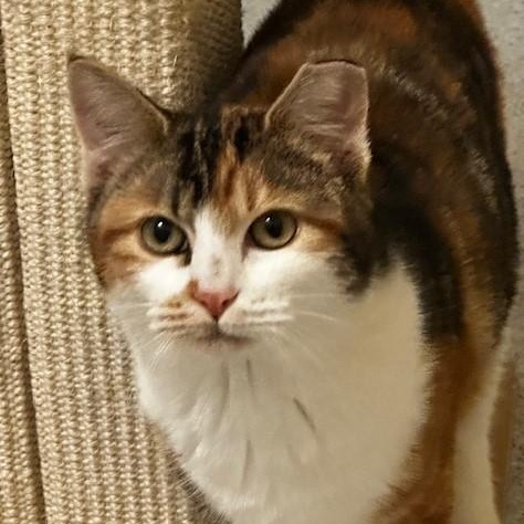 Enlarge Sundae - Lovely Calico, a ADOPTABLE Calico in Hoquiam, WA image 2/6