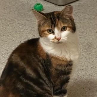 Enlarge Sundae - Lovely Calico, a ADOPTABLE Calico in Hoquiam, WA image 1/6