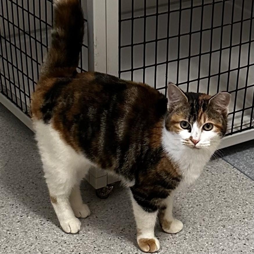 Enlarge Sundae - Lovely Calico, a ADOPTABLE Calico in Hoquiam, WA image 3/6