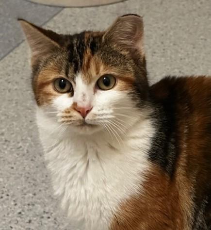 Enlarge Sundae - Lovely Calico, a ADOPTABLE Calico in Hoquiam, WA image 6/6