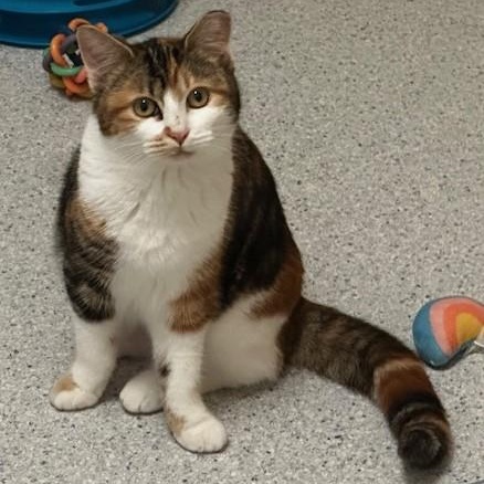 Enlarge Sundae - Lovely Calico, a ADOPTABLE Calico in Hoquiam, WA image 4/6