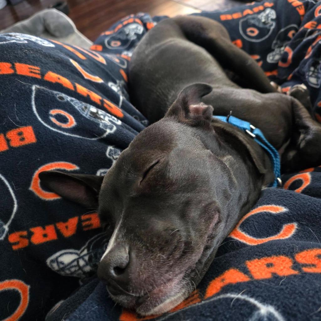 Margo, a Adoptable mixed breed in Fond Du Lac, WI image 1/6