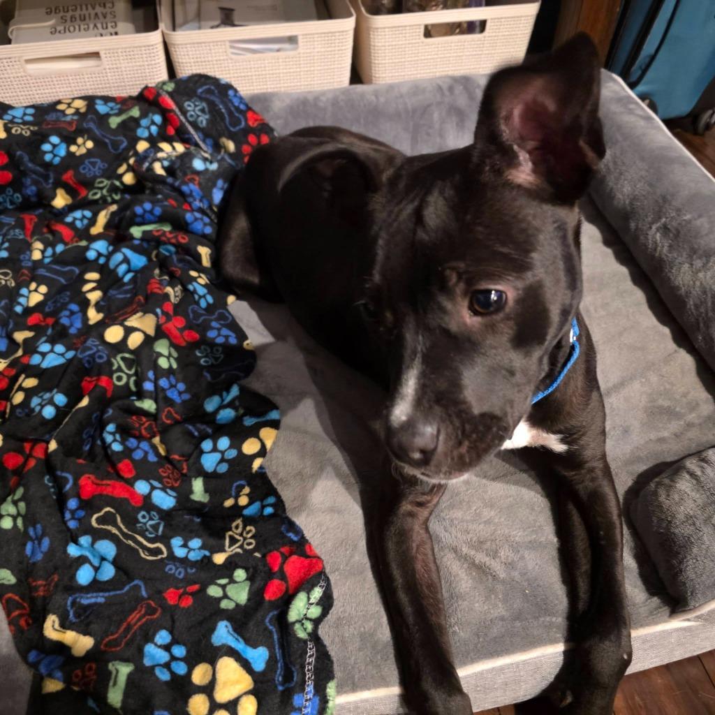 Margo, a Adoptable mixed breed in Fond Du Lac, WI image 2/6