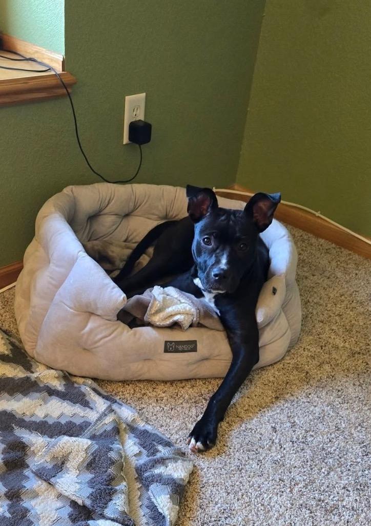 Margo, a Adoptable mixed breed in Fond Du Lac, WI image 4/6