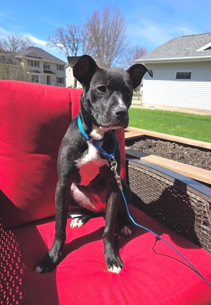 Margo, a Adoptable mixed breed in Fond Du Lac, WI image 5/6