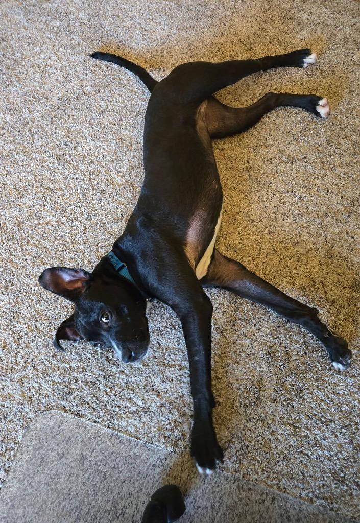 Margo, a Adoptable mixed breed in Fond Du Lac, WI image 6/6