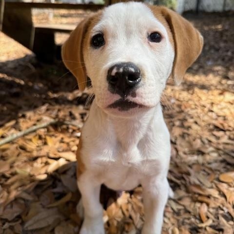 Pepe, an adopted Mixed Breed in Charleston, SC image 1/2