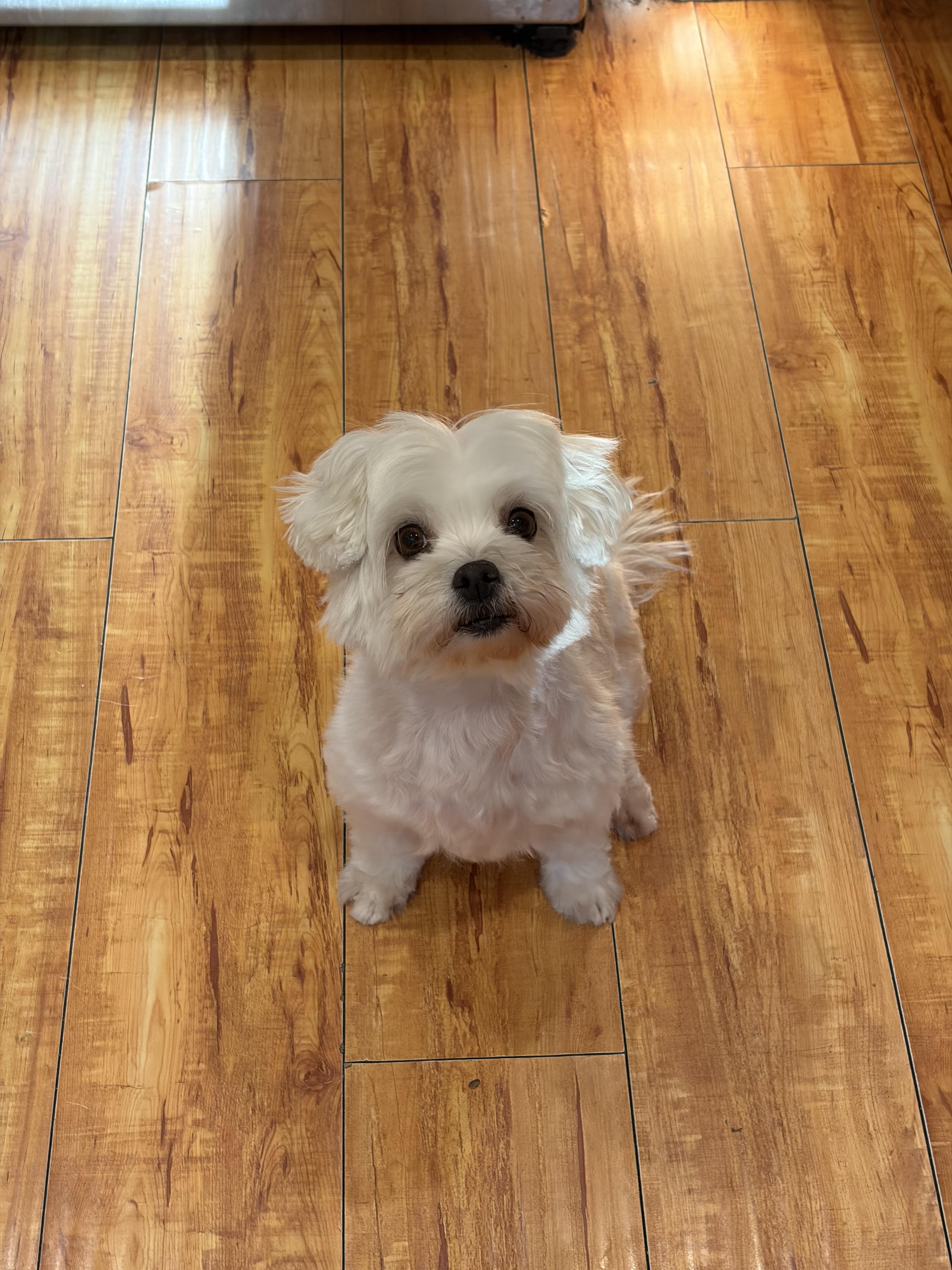 Loucy, an adopted Maltese in Corona, CA image 2/3