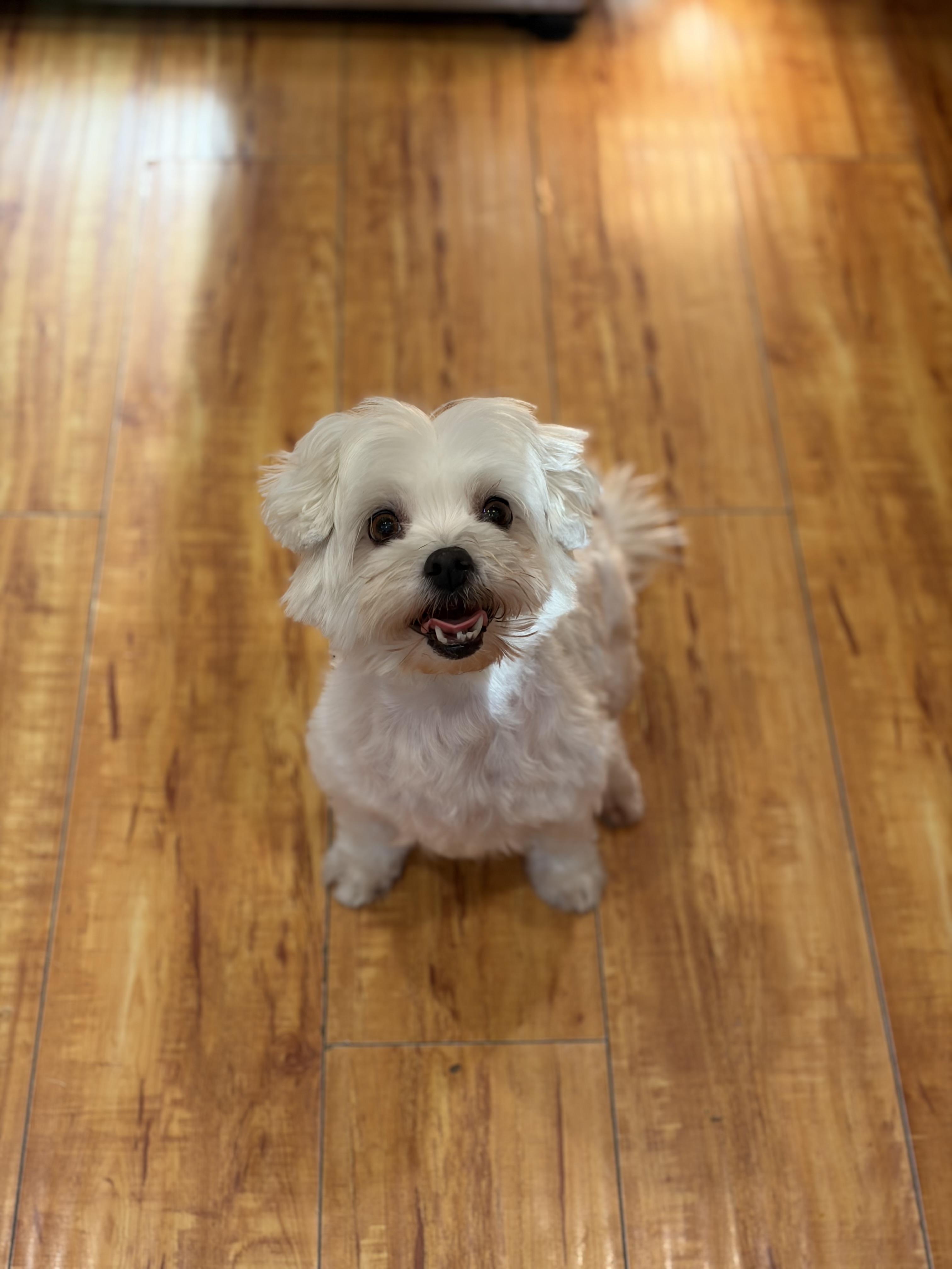 Loucy, adopted, Adult Female Maltese.