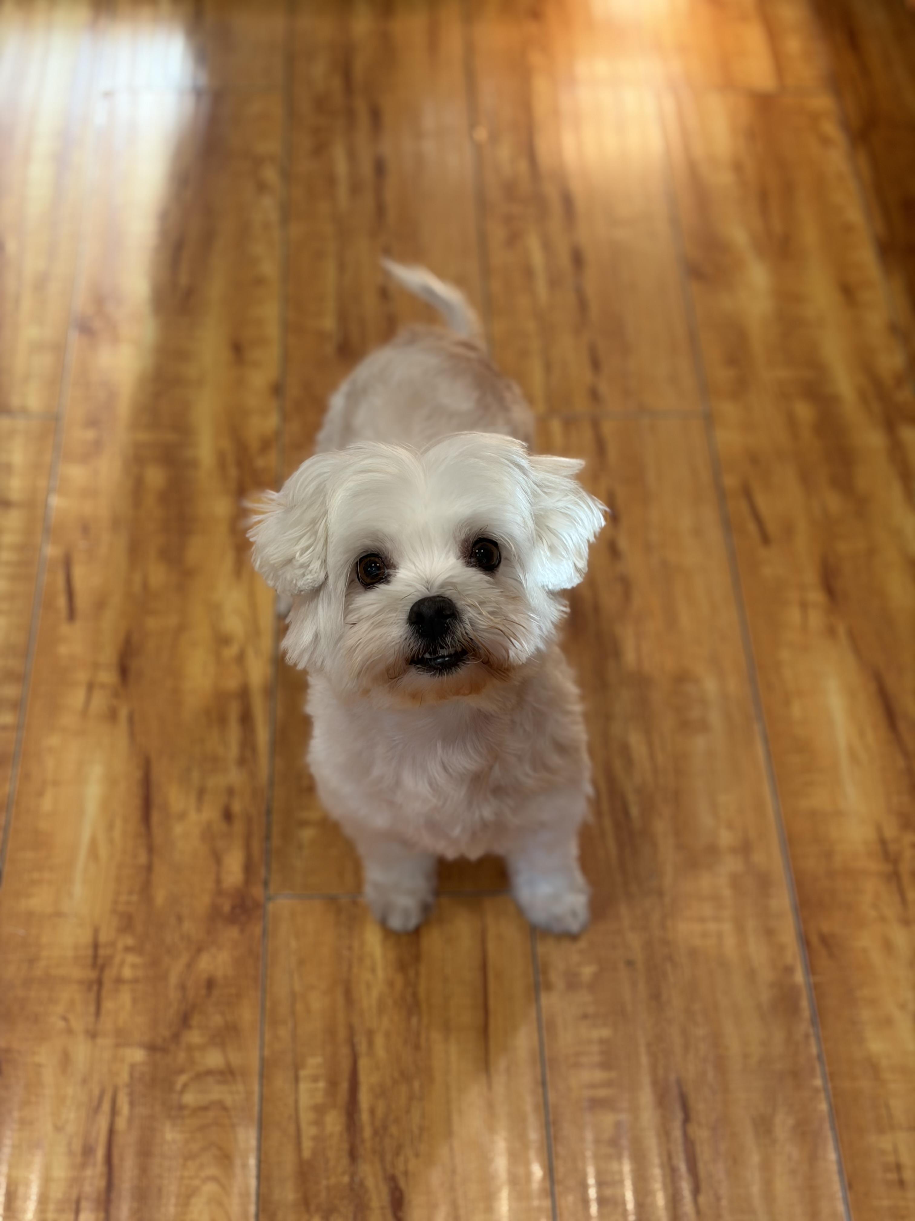 Loucy, an adopted Maltese in Corona, CA image 3/3