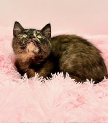 Enlarge Kim Possible, a Adoptable Tortoiseshell in Covington, LA image 1/6