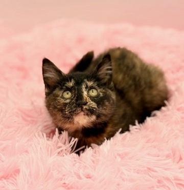 Enlarge Kim Possible, a Adoptable Tortoiseshell in Covington, LA image 2/6