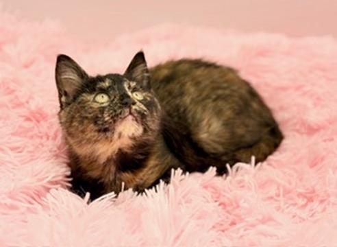 Enlarge Kim Possible, a Adoptable Tortoiseshell in Covington, LA image 5/6