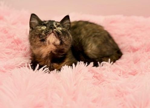 Enlarge Kim Possible, a Adoptable Tortoiseshell in Covington, LA image 3/6