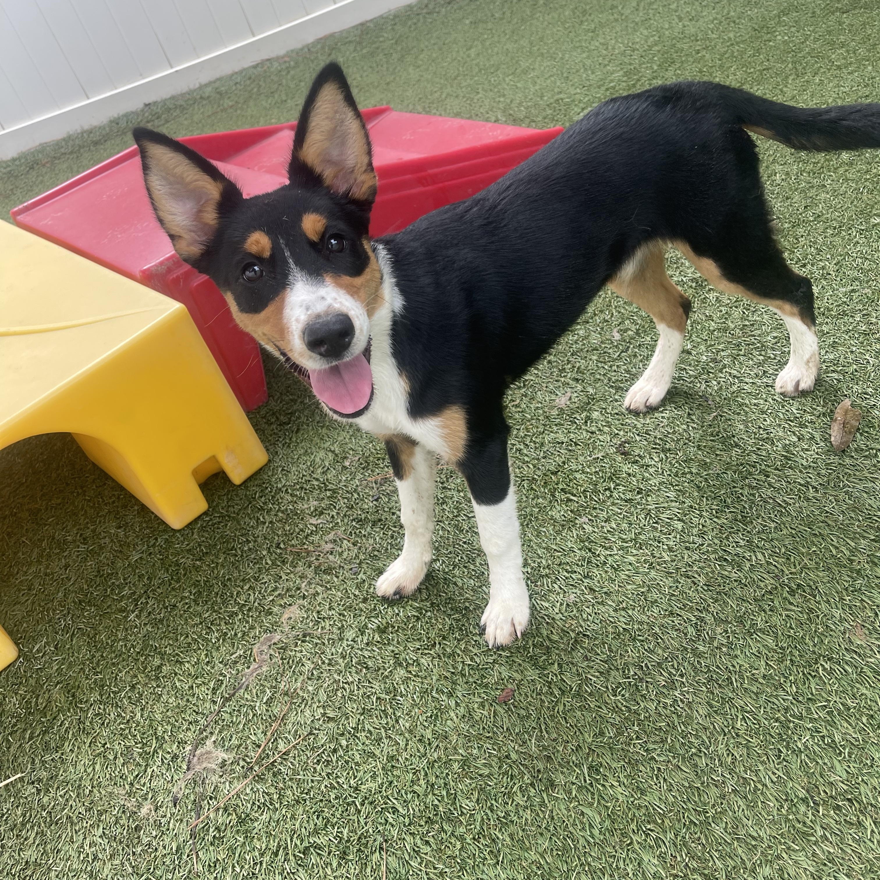 Enlarge Audi, a ADOPTABLE mixed breed in Baker, LA image 1/5